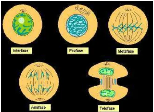 Gambar 4 Proses pembelahan sel (Anonim 2007c) 
