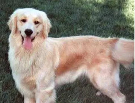 Gambar 5 Anjing Golden Retriever (Anonim 2007a) 