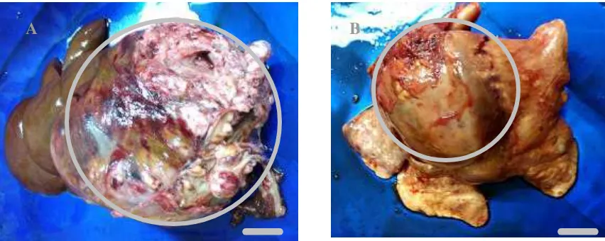 Gambar 6  Hati: Massa tumor pada hati (A); Paru-paru: Massa tumor pada paru-paru (B) Bar = 2cm 