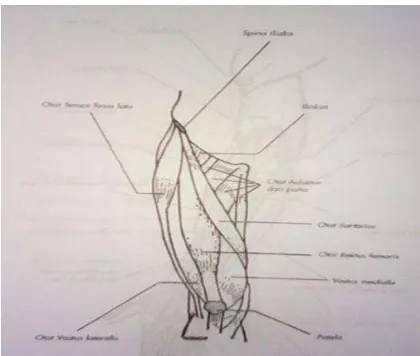 Gambar 6. Otot-otot yang Terdapat pada Tungkai Atas ( Sumber : Pearce, Evelyn C. 2002 : 134 ) 