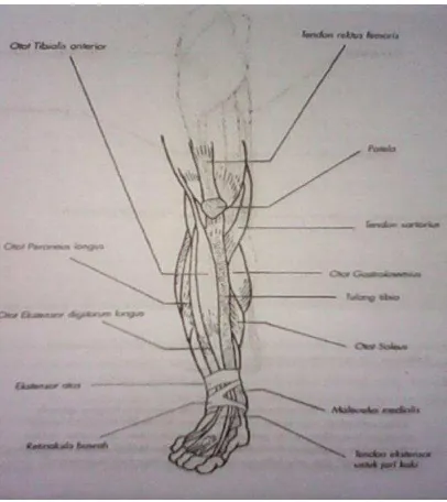 Gambar 7. Otot-otot yang Terdapat pada Tungkai Bawah ( Sumber : Pearce, Evelyn C. 2002 : 135 ) 