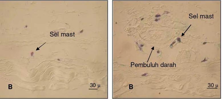 Gambar 6  Sebaran sel mast pada peritoneum kelompok vitamin E (B) yang                   tersebar pada jaringan ikat