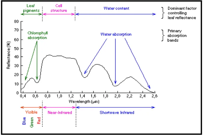 Gambar 4  Karakteristik respon spektral pada vegetasi hijau daun  (Leblon 2004). 