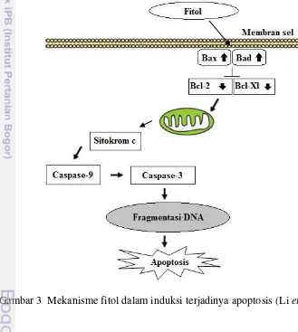 Gambar 3  Mekanisme fitol dalam induksi terjadinya apoptosis (Li et al. 2012) 