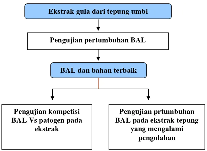 Gambar 4. Diagram alir pengujian potensi umbi garut dan umbi ganyong untuk mendukung pertumbuhan BAL 
