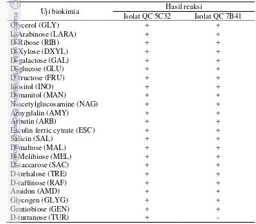 Tabel 2 Profil biokimia isolat QC 5C32 dan QC 7B41 