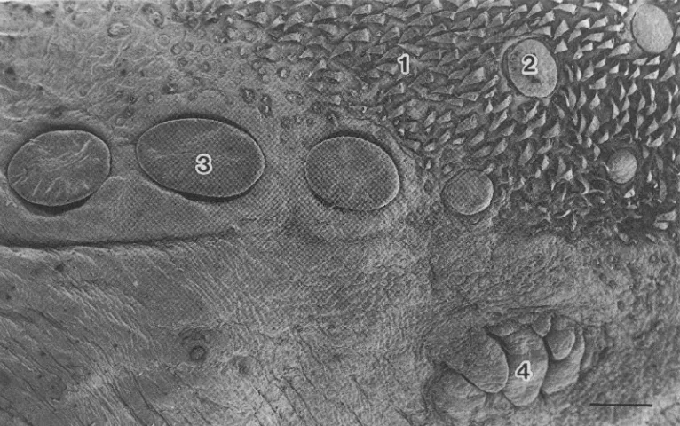 Fig. 1.vallate Scanning electron micrograph of the posterior third of the tongue showing 4 types of lingual papillae, filiform (1), fungiform (2), (3) and foliate (4) papillae