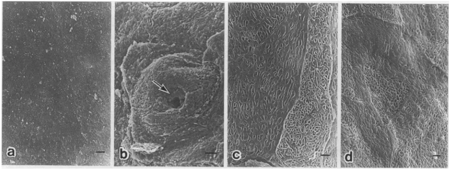 Fig. 4.magnification. Scanning electron micrographs showing the epithelial surfaces of filiform (a), fungiform (b), vallate (c) and foliate (d) papillae at higher Arrow, taste pore on the dorsal surface of a fungiform papilla