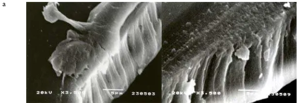 Gambar 11  Foto SEM penampang melintang membran (a) yang belum diuji difusi; (b) yang digunakan dalam uji difusi ke-25 pada perbesaran 3500 kali  b 