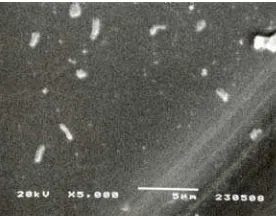 Gambar 12  Foto SEM permukaan membran (a) yang digunakan dalam uji difusi ke-9; (b) yang digunakan dalam uji difusi ke-25 pada perbesaran 5000 kali 
