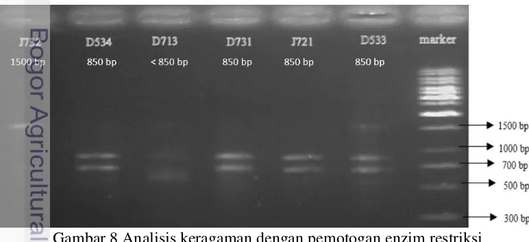 Gambar 7 Hasil amplifikasi DNA dengan PCR. Keterangan: M (marker) 