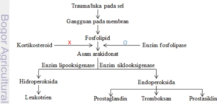 Gambar 5  Biosintesis prostaglandin (Katzung 2004) 
