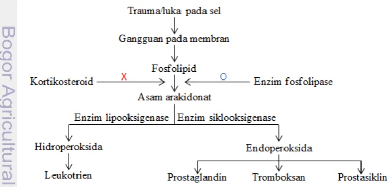 Gambar 5  Biosintesis prostaglandin (Katzung 2004) 