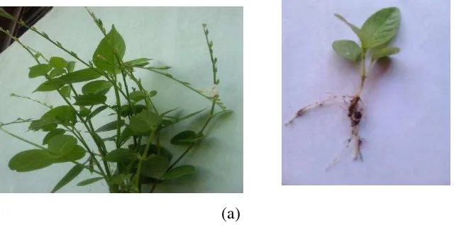 Gambar 1. Gulma Asystasia gangetica ; (a). gulma dewasa dan bibit  