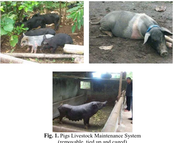 Fig. 1.  Pigs Livestock Maintenance System (removable, tied up and caged) 