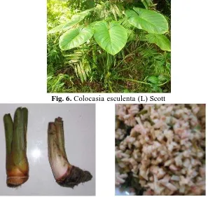 Fig. 6. Colocasia esculenta (L) Scott 