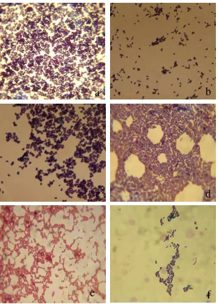 Gambar 1  Pengamatan mikroskopis morfologi isolat bakteri dengan pewarnaan Gram perbesaran 40x10 : a