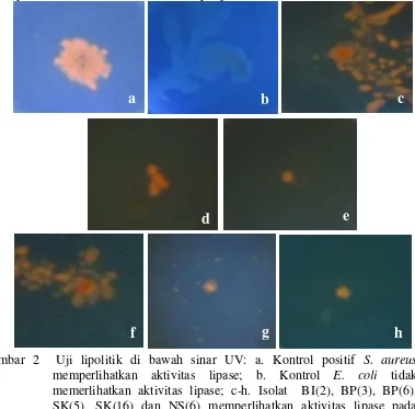 Gambar 2  Uji lipolitik di bawah sinar UV: a. Kontrol positif S. aureusmemperlihatkan aktivitas lipase; b