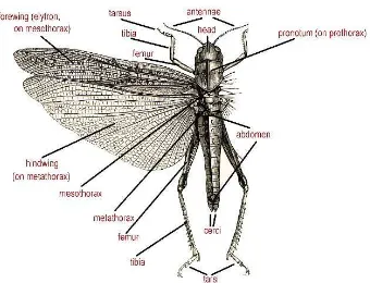 Gambar 5Morfologi ordo Orthoptera dari tampak atas6