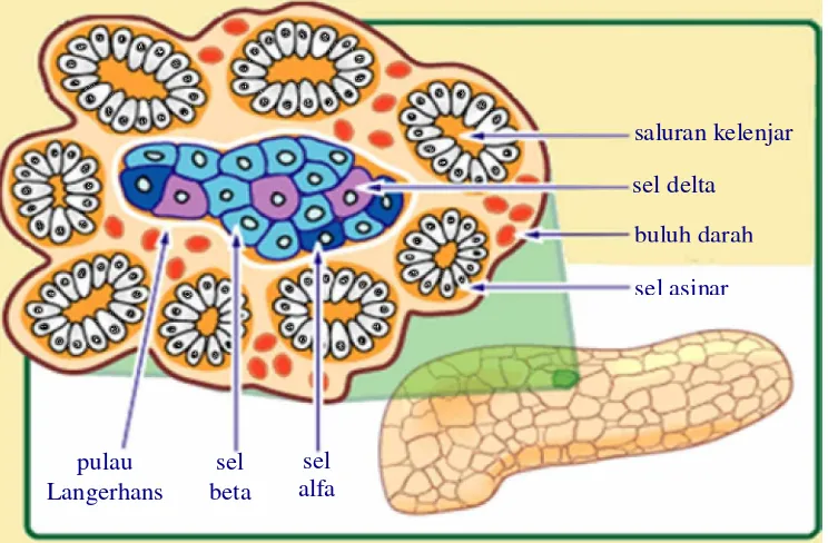 Gambar 3 Gambar skematis pankreas dan lobulasinya. Inset menunjukkan sebuah lobuluspankreas dengan pulau Langerhans dan sel-sel asinar di sekitarnya