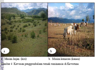 Gambar 4  Kawasan penggembalaan ternak ruminansia di Kawatuna. 