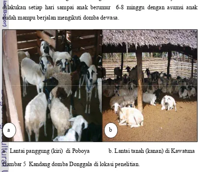 Gambar 5  Kandang domba Donggala di lokasi penelitian.   