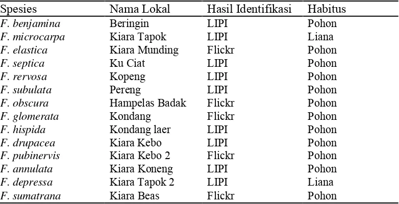 Tabel 1. Identifikasi dan Habitus 14 jenis Ficus Spesies Nama Lokal Hasil Identifikasi 