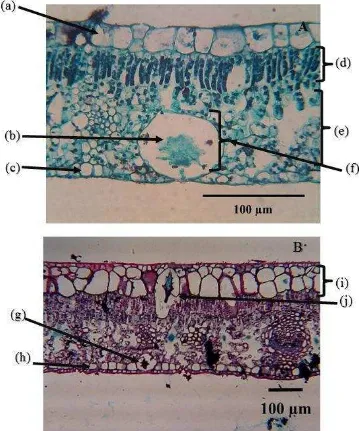 Gambar 6. Sayatan transversal daun Ficus septica (A), Ficus microcarpa, (B) Epidermis atas (a), sistolit bawah (b), epidermis bawah (c), palisade (d), bunga karang (e), litosit bawah (f), sistolit bawah (g), hipodermis bawah (h), hipodermis atas (i), sistolit atas (j) 