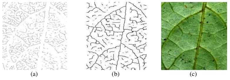 Gambar 8 Hasil segmentasi dan thinning jika citra (a) berukuran 1200x2500 piksel, dan (b) citra diubah menjadi lebih kecil 462 × 800 piksel, dengan (c) citra asli 