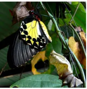 Gambar 1.  Kupu-kupu T. helena betina baru keluar dari kepompong bergantung di tumbuhan pakan A