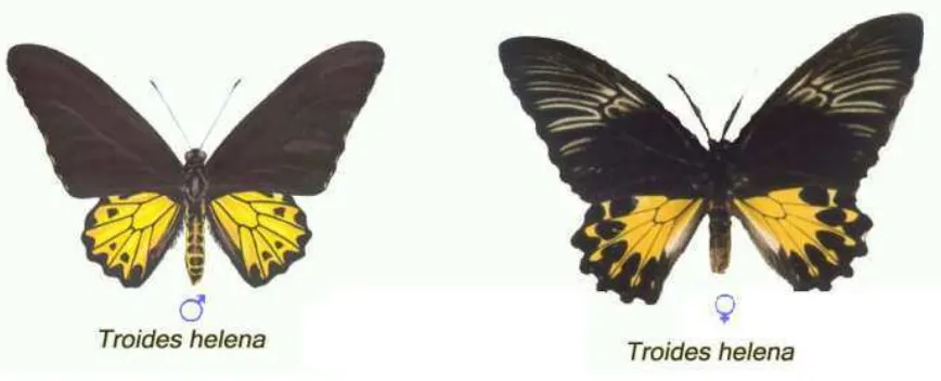 Gambar 2. T. helena jantan (kiri) dan betina (kanan)  (Soekardi, 2005) 