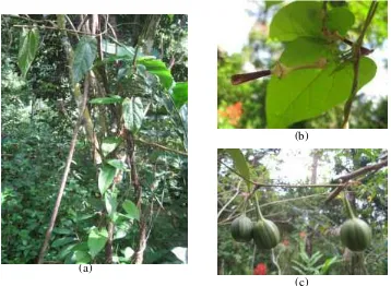 Gambar 3.  Tumbuhan A. tagala : (a) merambat pada batang tumbuhan lain, (b) mempunyai bunga berbentuk pipa, dan (c) mempunyai buah berbentuk kapsul 