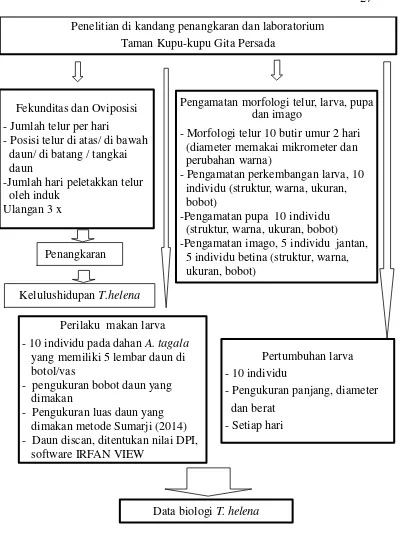 Gambar 9. Diagram alir tahapan penelitian di kandang penangkaran 