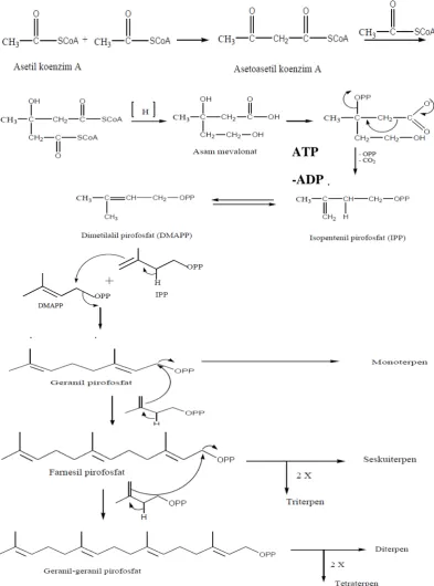 Gambar 2.2 Biosintesa Terpenoid (Achmad, 1985). 