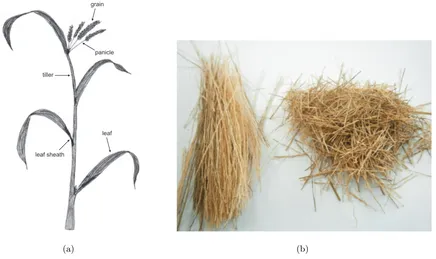 Figure 1: (a) External anatomy of rice paddy and (b) raw paddy ﬁbers from the panicles.
