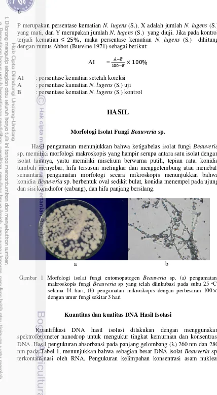 Gambar 1 Morfologi isolat fungi entomopatogen Beauveria sp. (a) pengamatan 