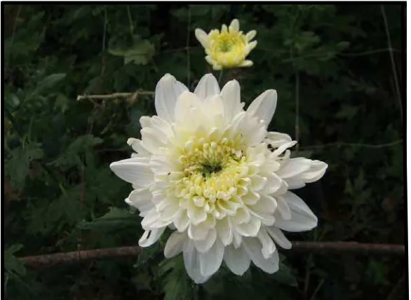 Gambar 1. Bunga potong krisan White Fiji tipe standar 