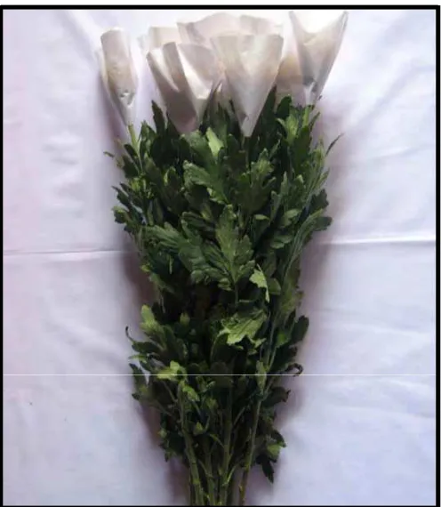 Gambar 7. Kondisi bunga sebelum dilakukan wrapping/pembungkusan 