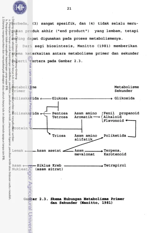 Gambar 2.3. Skema Hubungan Metaboliame Primer 