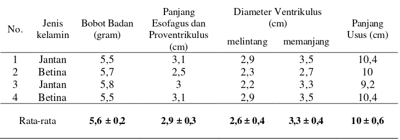 Tabel 1   Hasil pengukuran bobot badan, panjang esofagus dan proventrikulus, diameter melintang dan memanjang ventrikulus dan panjang usus Burung Walet Linchi  
