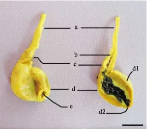 Gambar 8   Lambung Burung Walet Linchi (dalam pengawet Bouin’s).  1 bar = 0,5 cm. a. esofagus, b