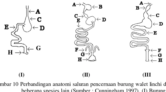 Gambar 10 Perbandingan anatomi saluran pencernaan burung walet linchi dengan beberapa spesies lain (Sumber : Cunningham 1997)