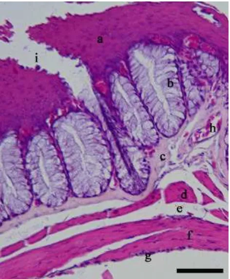 Gambar 11  Gambaran mikroanatomi esofagus Burung Walet Linchi. 1 bar = 50 µm. Pewarnaan HE