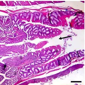 Gambar 14 Gambaran mikroanatomi katup fisiologis pada daerah peralihan esofagus dan lambung Burung Walet Linchi