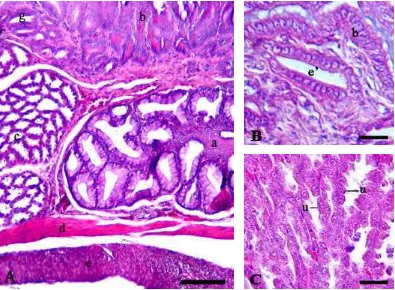 Gambar 15 Gambaran mikroanatomi daerah peralihan antara esofagus dengan proventrikulus Burung Walet Linchi (A), kelenjar tipe kuboid (B), kelenjar tipe lobulus (C)