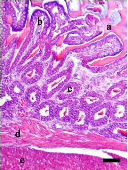 Gambar 16   Gambaran mikroanatomi kardia Burung Walet Linchi. 1 bar = 30 µm. Pewarnaan HE