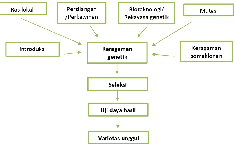 Gambar 1. Tiga tahapan penting perakitan varietas unggul tanaman : penciptaan/perluasan keragaman genetik, seleksi, dan uji daya hasil
