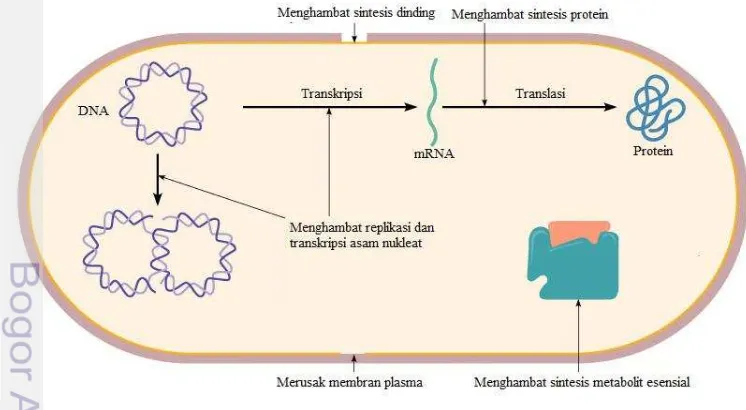 Gambar  6  Mekanisme kerja senyawa antimikroba terhadap sel bakteri (Pearson 