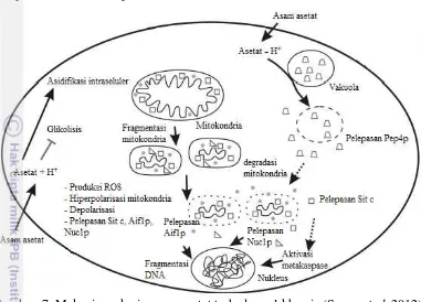 Gambar  7  Mekanisme kerja asam asetat terhadap sel khamir (Sousa et al. 2012) 