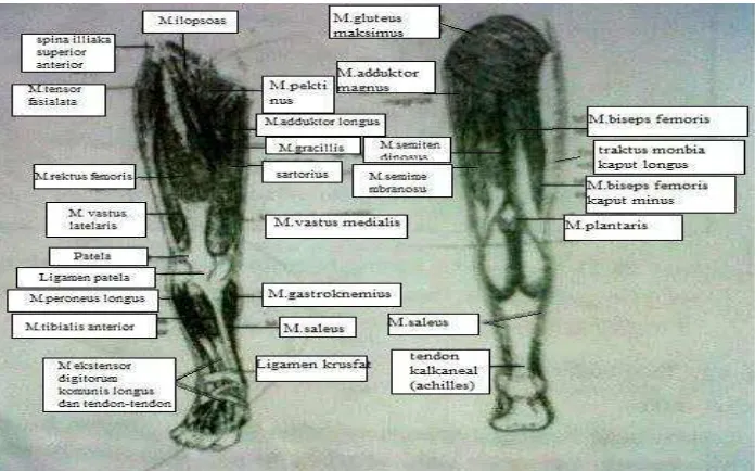 Gambar 7. Struktur otot tungkai bawah dan atas      ( Setiadi, 2007 : 274 ) 